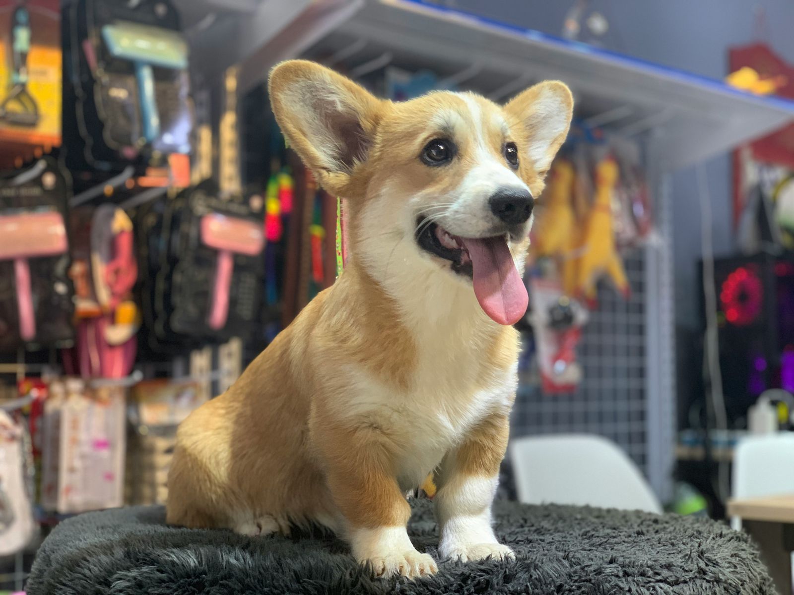 Filhote de corgi sentado numa caminha felpuda, com coleiras e brinquedos da loja ao fundo.
